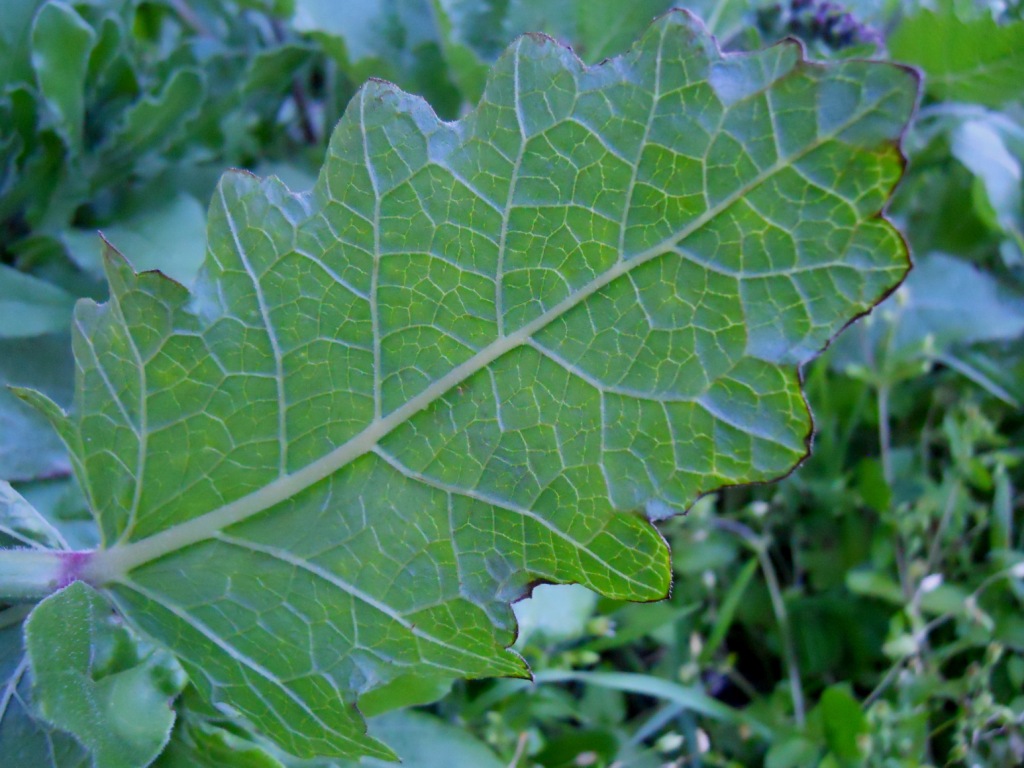 Salvia verbenaca